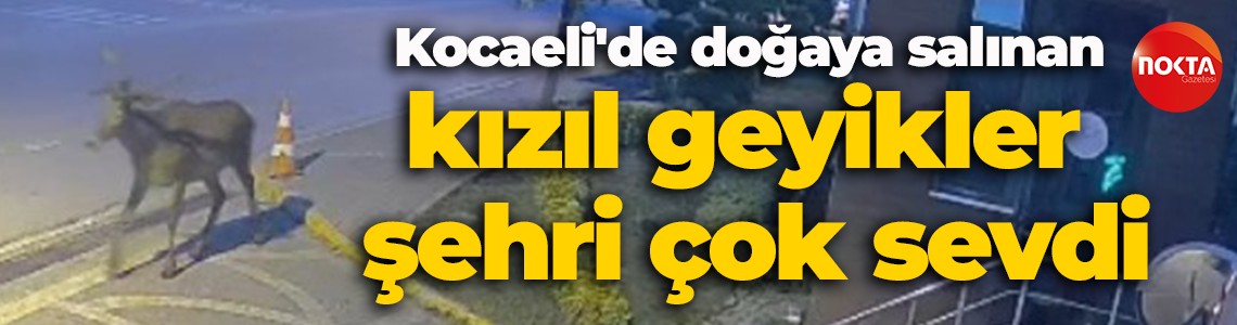 Kocaeli'de doğaya salınan kızıl geyikler şehri çok sevdi