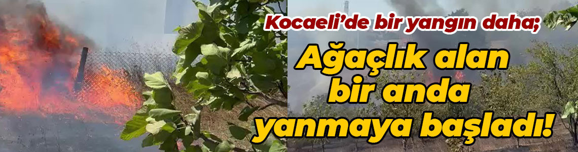 Kocaeli’de bir yangın daha; Ağaçlık alan bir anda yanmaya başladı!