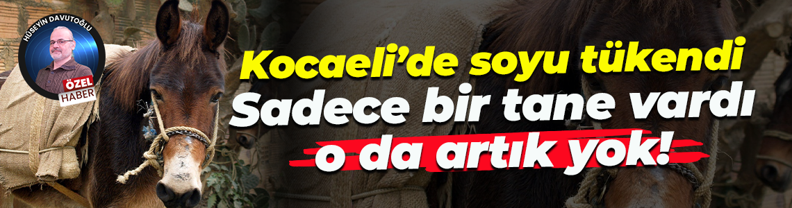 Kocaeli’de soyu tükendi; Sadece bir tane vardı, o da artık yok!