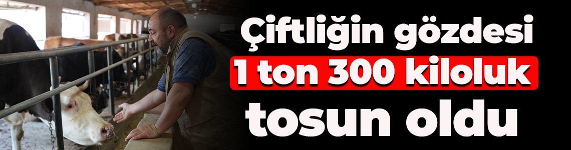 Çiftliğin gözdesi 1 ton 300 kiloluk tosun oldu