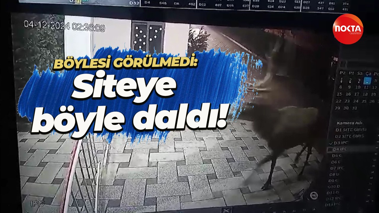 Görenler gözlerine inanmadı: Geyik siteye böyle daldı!