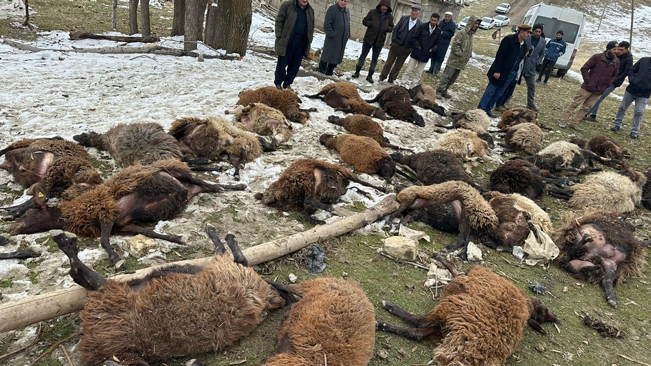 Muş'ta acı olay: Ahır çöktü, onlarca hayvan telef oldu!