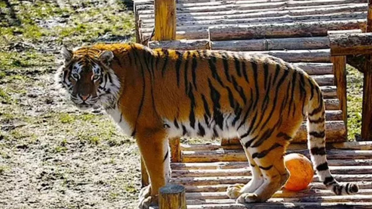 Kaplanın saldırısına uğrayan kadın ağır yaralandı