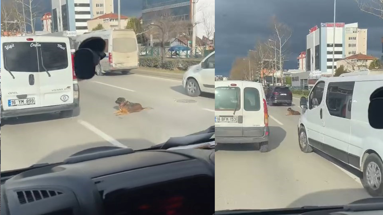 Bursa'da bir köpek yolun ortasında oturdu, trafiği kitledi