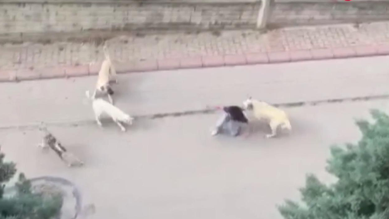 Ankara'da başıboş köpek saldırısı: 13 yaşındaki çocuk yaralandı!