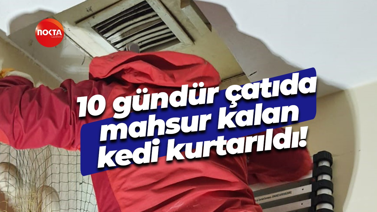 10 gündür çatıda mahsur kalan kedi kurtarıldı!