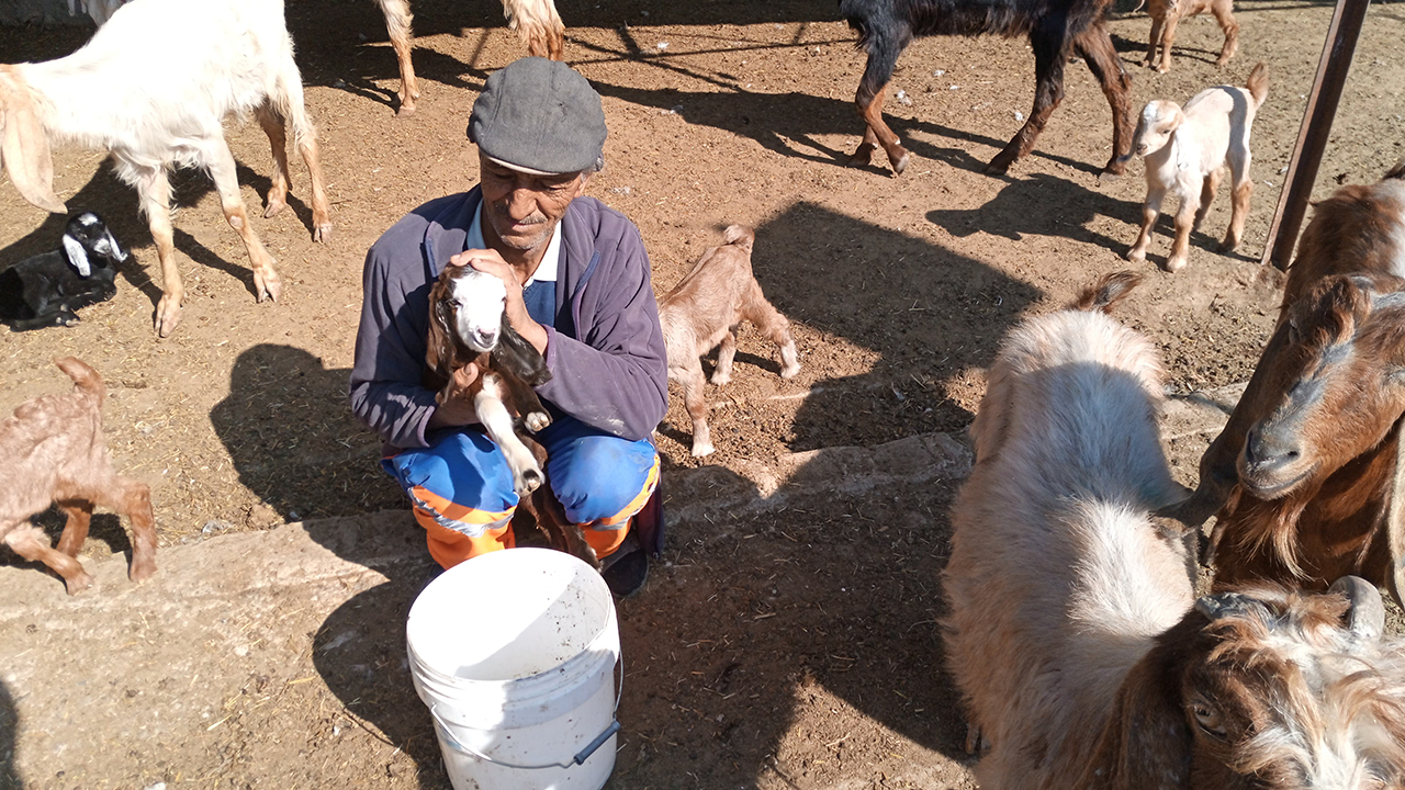 Mersin'de başıboş köpek dehşeti: Onlarcası telef oldu!