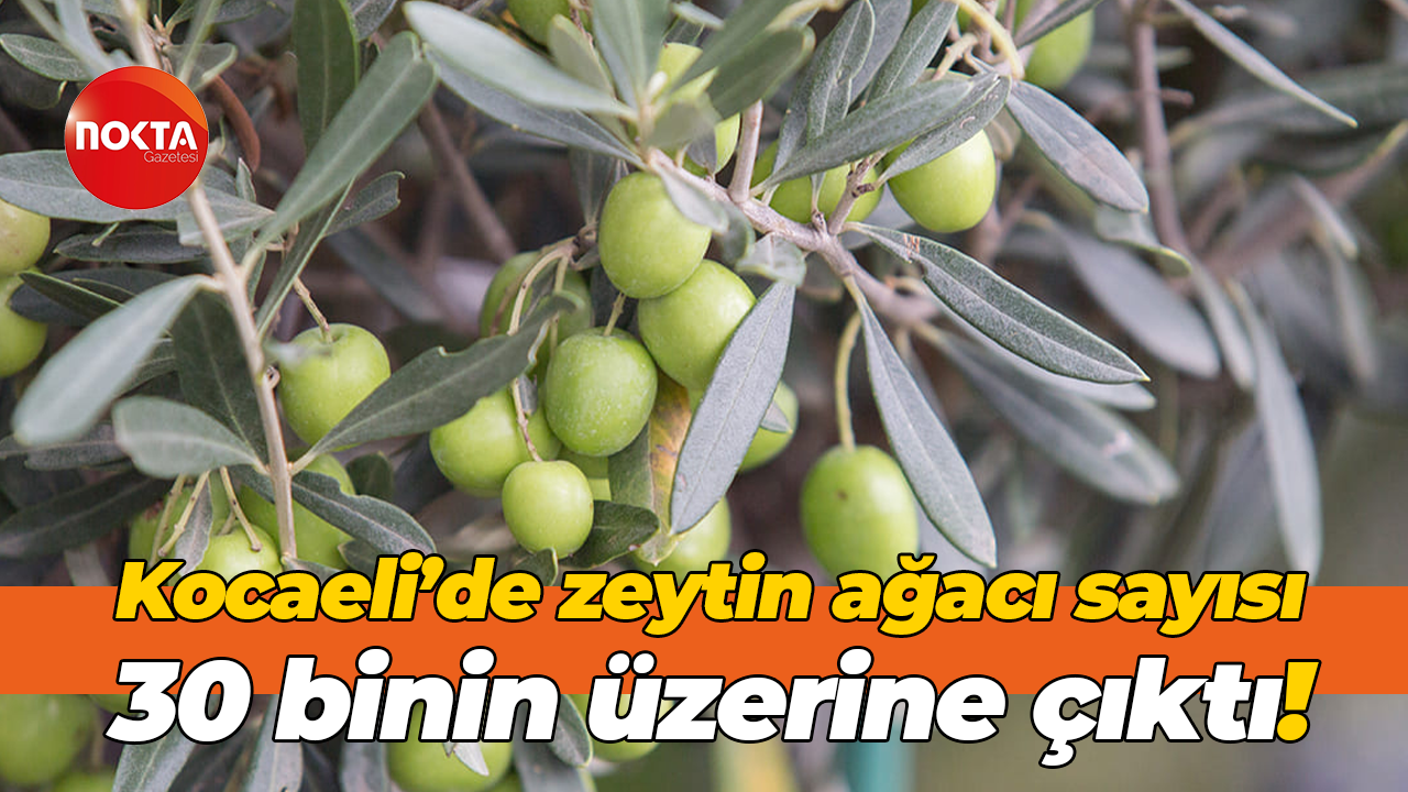 Kocaeli’de zeytin ağacı sayısı 30 binin üzerine çıktı!