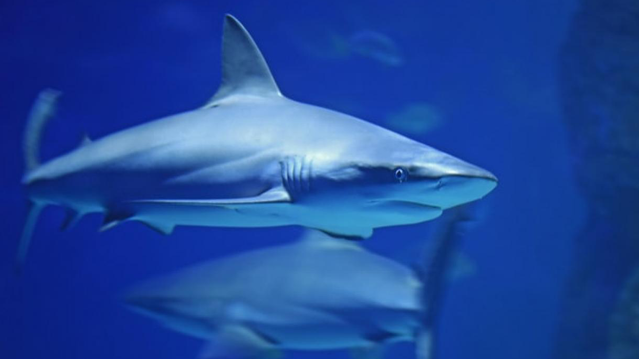 Avustralya'da köpek balığı saldırısında sörfçü kayboldu