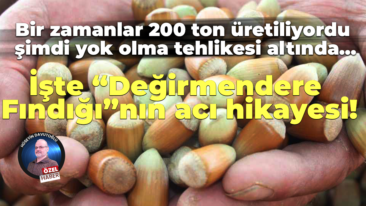 İşte “Değirmendere Fındığı”nın acı hikayesi!