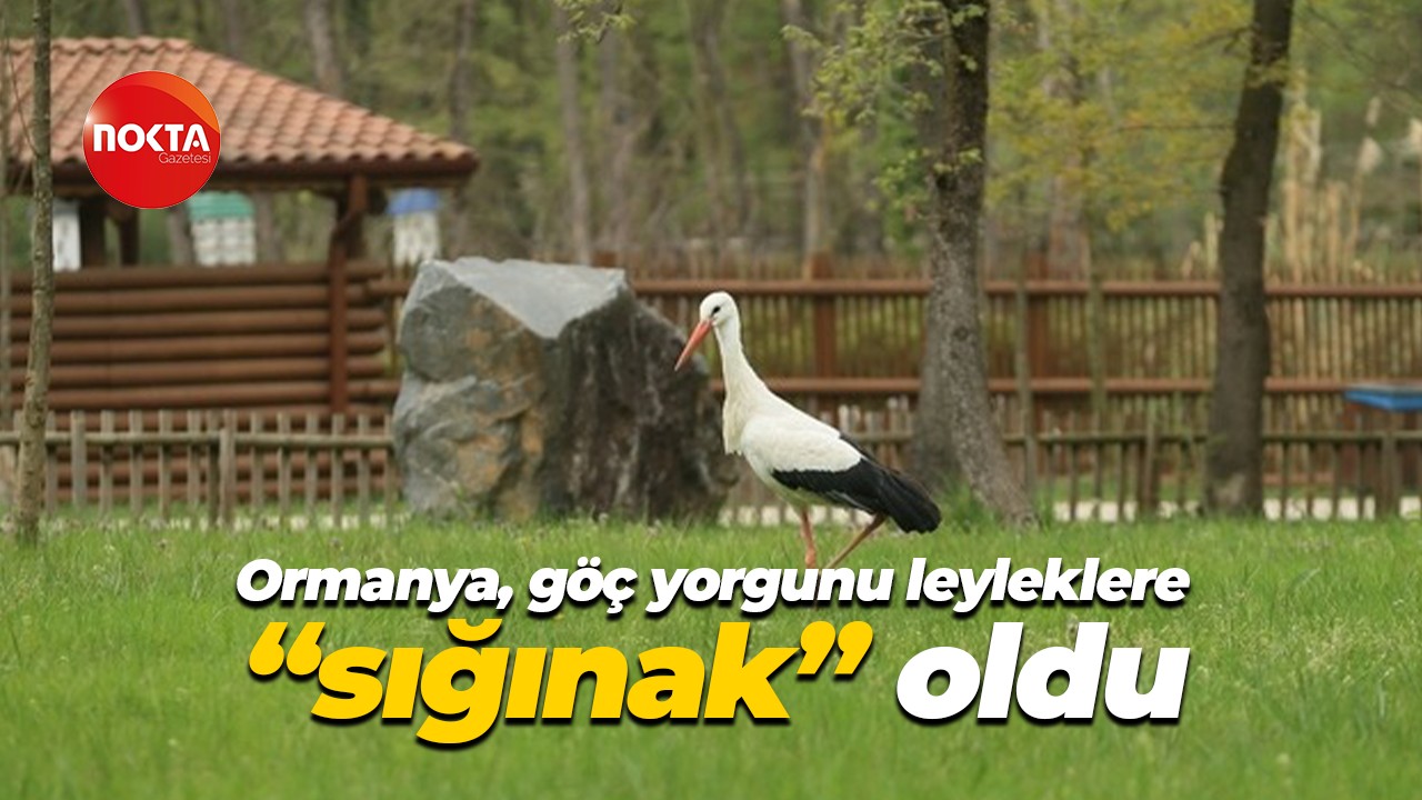 Ormanya, göç yorgunu leyleklere "sığınak" oldu