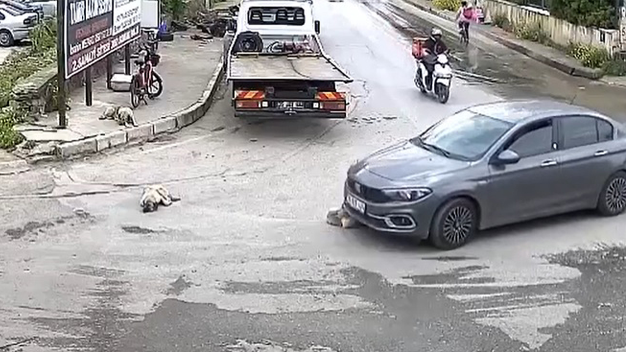 Köpeği ezip geçti, ardına bile bakmadı