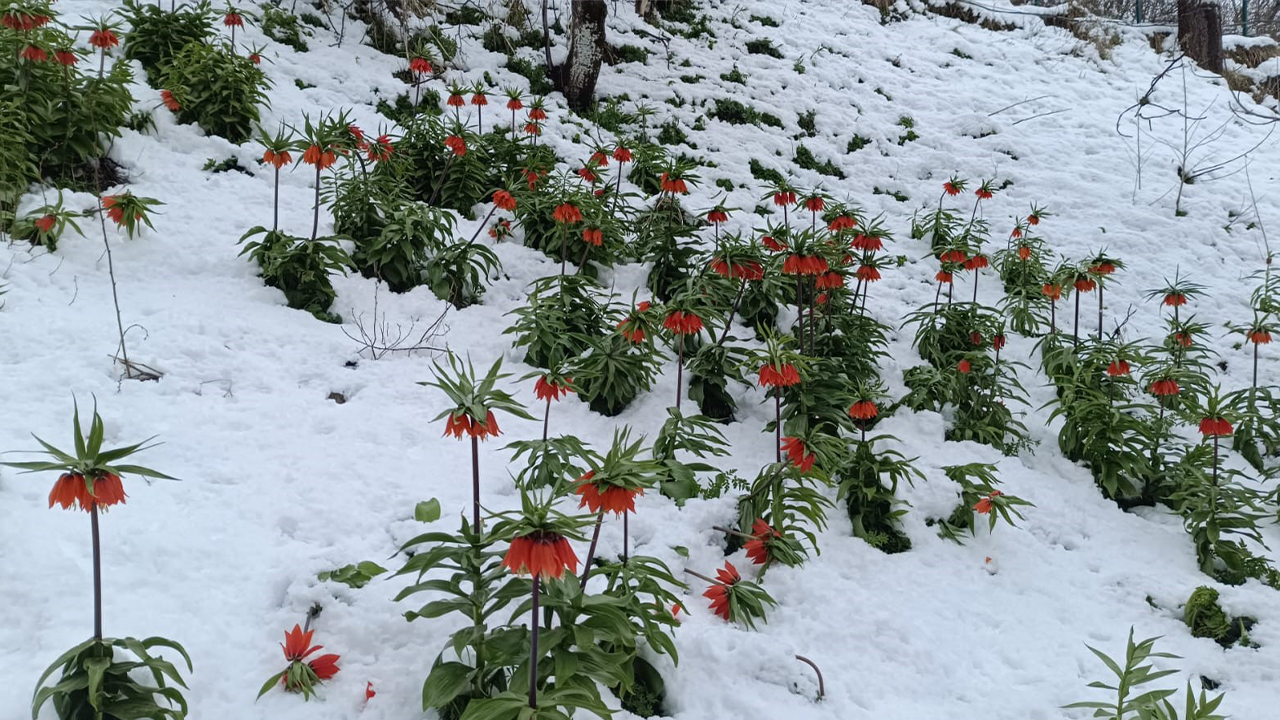 Van'da ters lale şöleni
