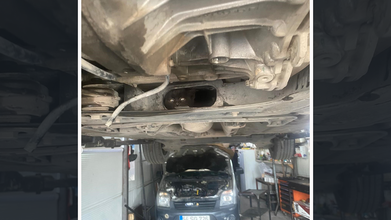 Otomobilin motoruna giren kediyi tamirci kurtardı