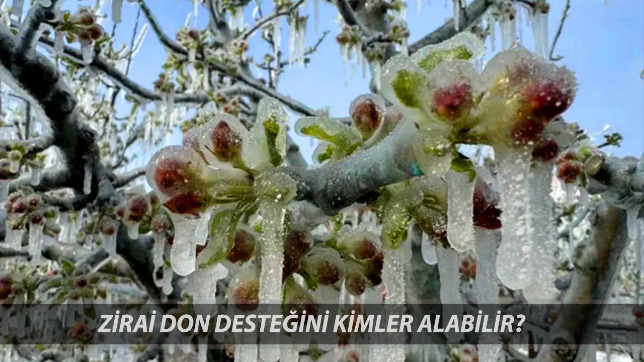 Zirai Don Yardımı Nasıl Alınır? Zirai Don Desteği Nedir? Zirai Don Desteği Kimler Alabilir?