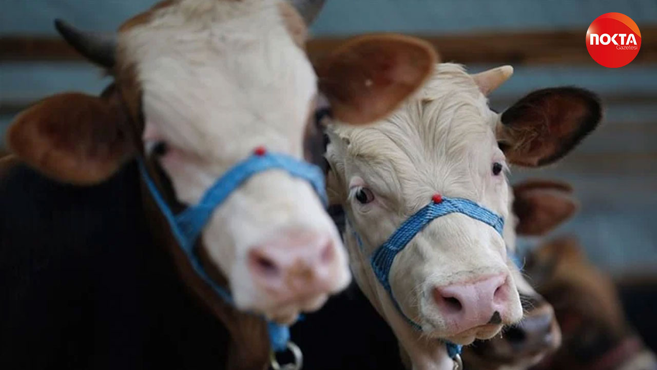 Diyanet, kurbanlık hisse bedellerini açıkladı