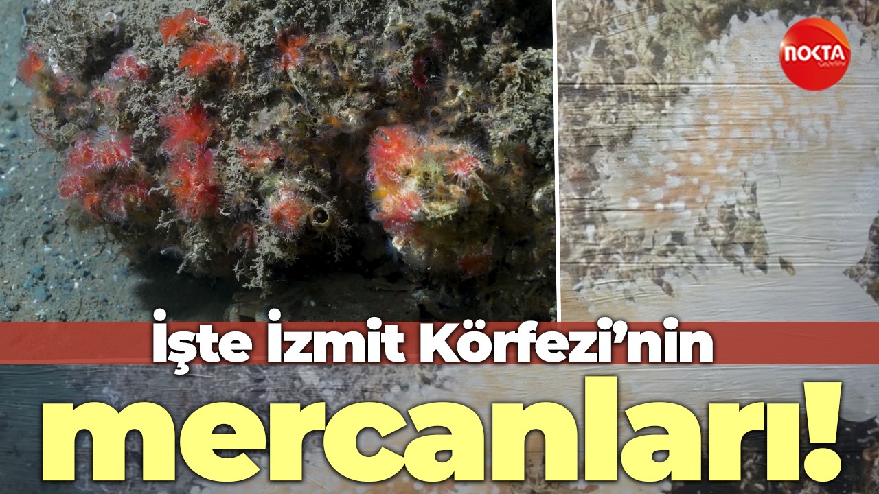 İşte İzmit Körfezi’nin mercanları!