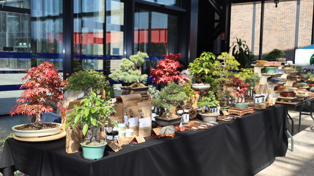 "Sabır ve özenin ürünü" Bonsai sanatı Kocaeli'de tanıtıldı
