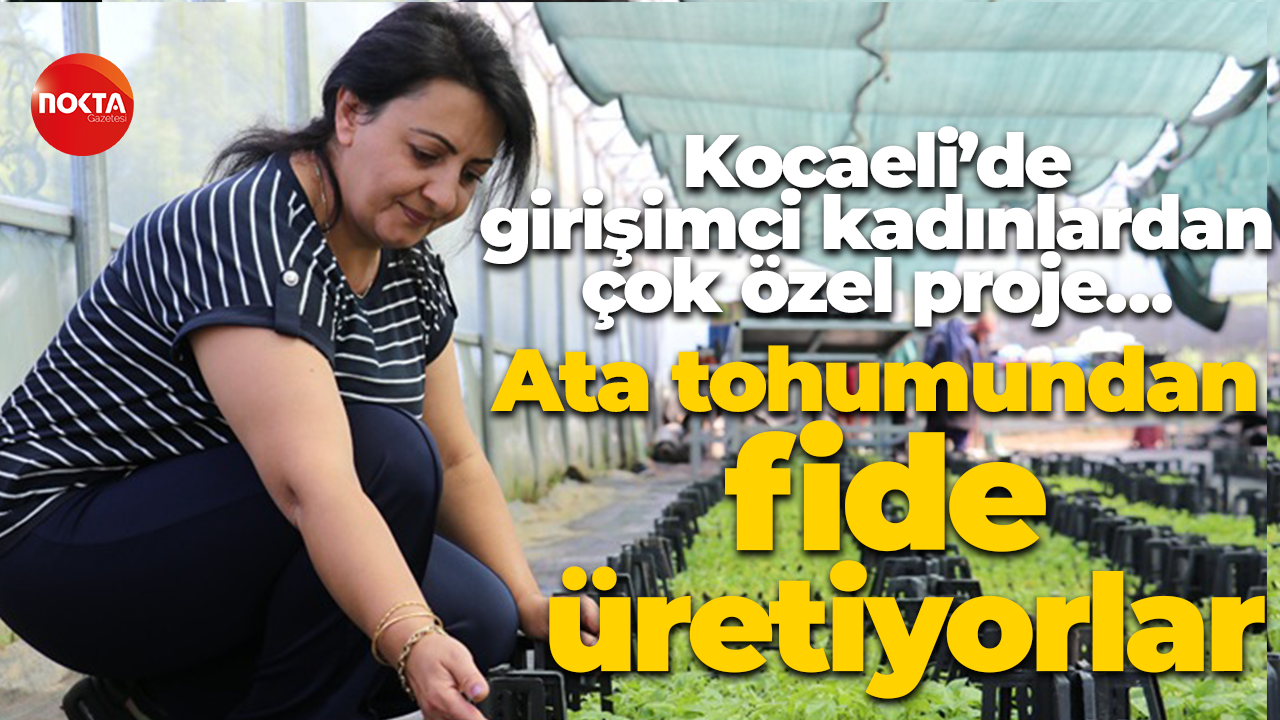 Kocaeli’de girişimci kadınlardan çok özel proje… Ata tohumundan fide üretiyorlar