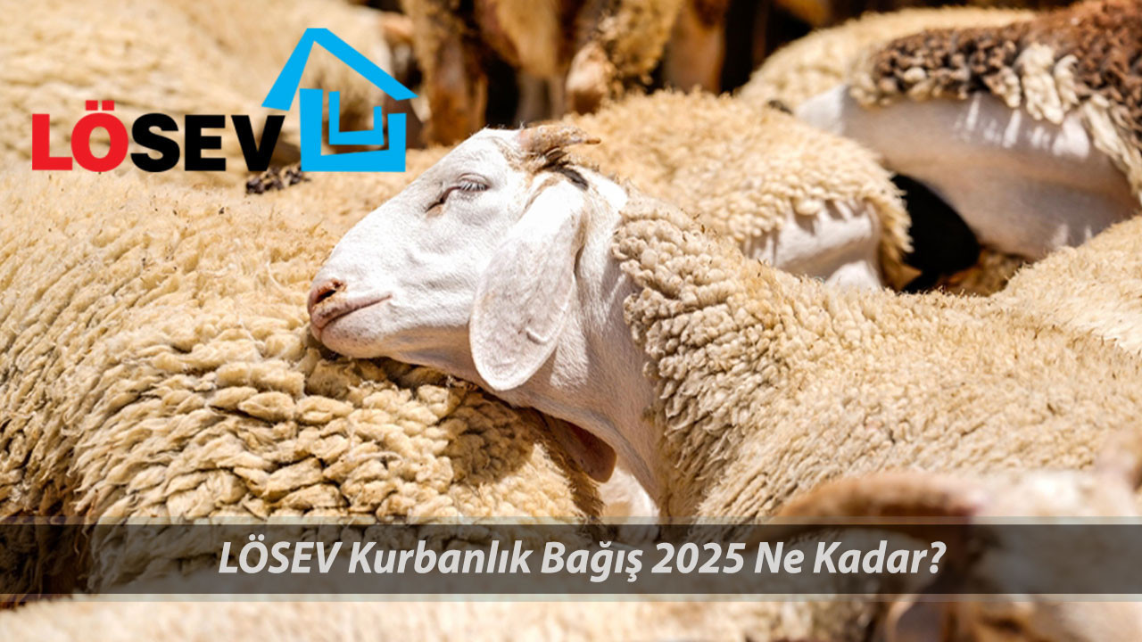 LÖSEV KURBANLIK BAĞIŞ 2025 FİYATLARI | LÖSEV Kurban Bağışı Nasıl Yapılır?