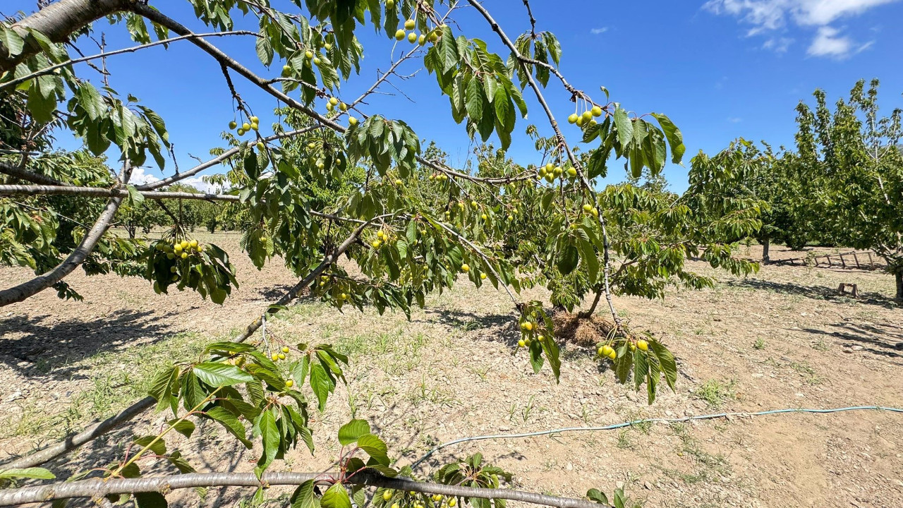 Soğuk hava kirazı vurdu! "Ağaçlar boş kaldı"