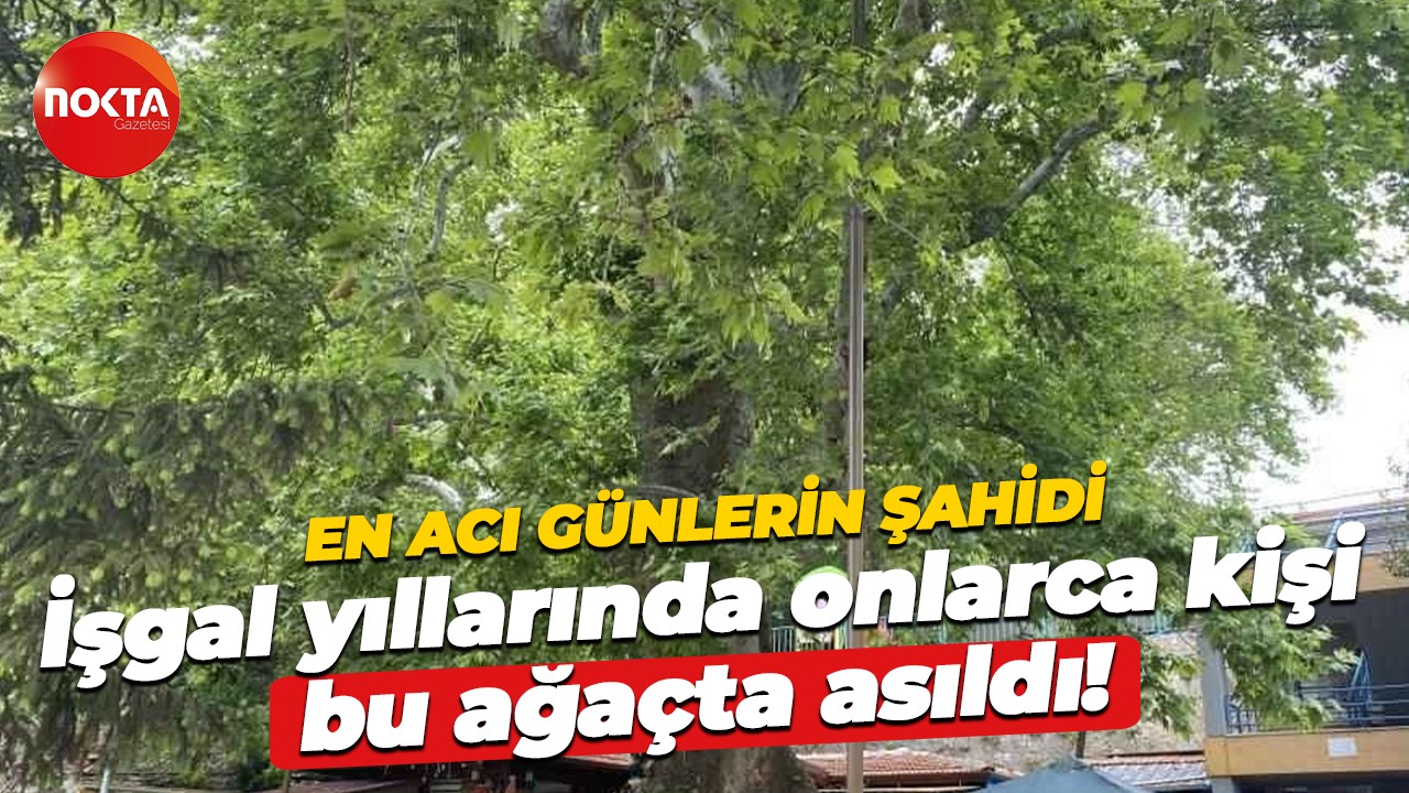 En acı günlerin şahidi… İşgal yıllarında onlarca kişi bu ağaçta asıldı!