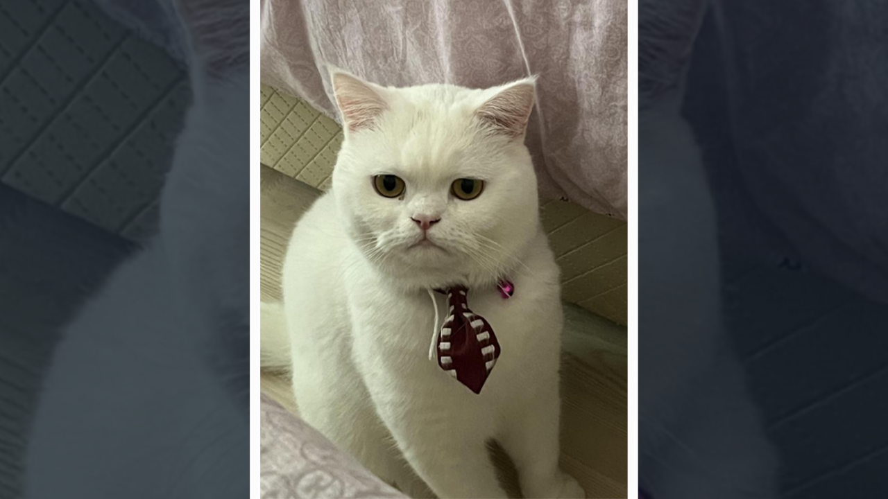 Kayıp kedi Pamuk aranıyor!