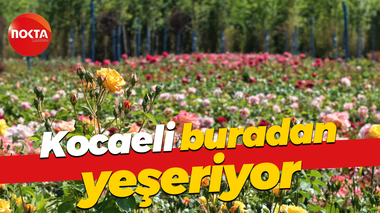 Kocaeli buradan yeşeriyor