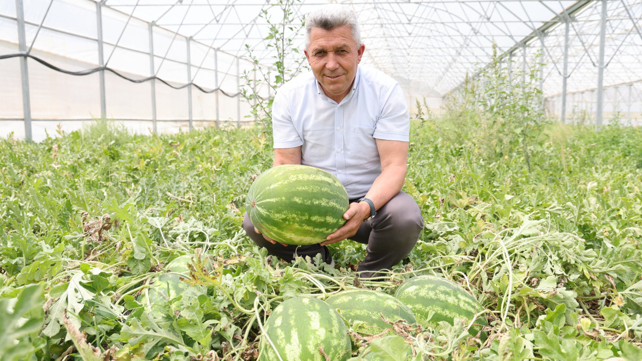 Kandıra karpuzunda hasat şöleni başladı!