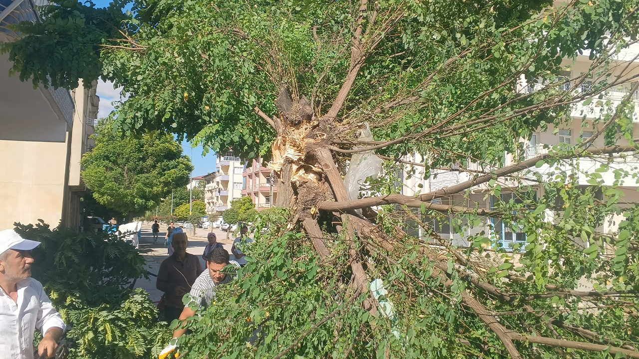 Adıyaman’ı fırtına vurdu: Ağaçlar devrildi!
