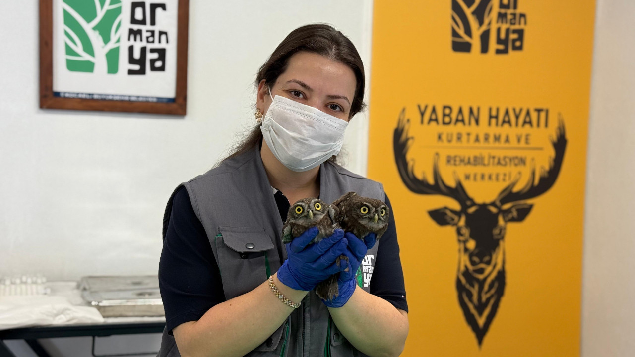 Bacadan kurtarılan baykuşlar Ormanya’ya teslim edildi