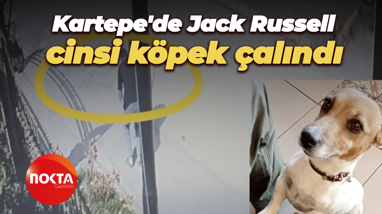 Kartepe'de Jack Russell cinsi köpek çalındı