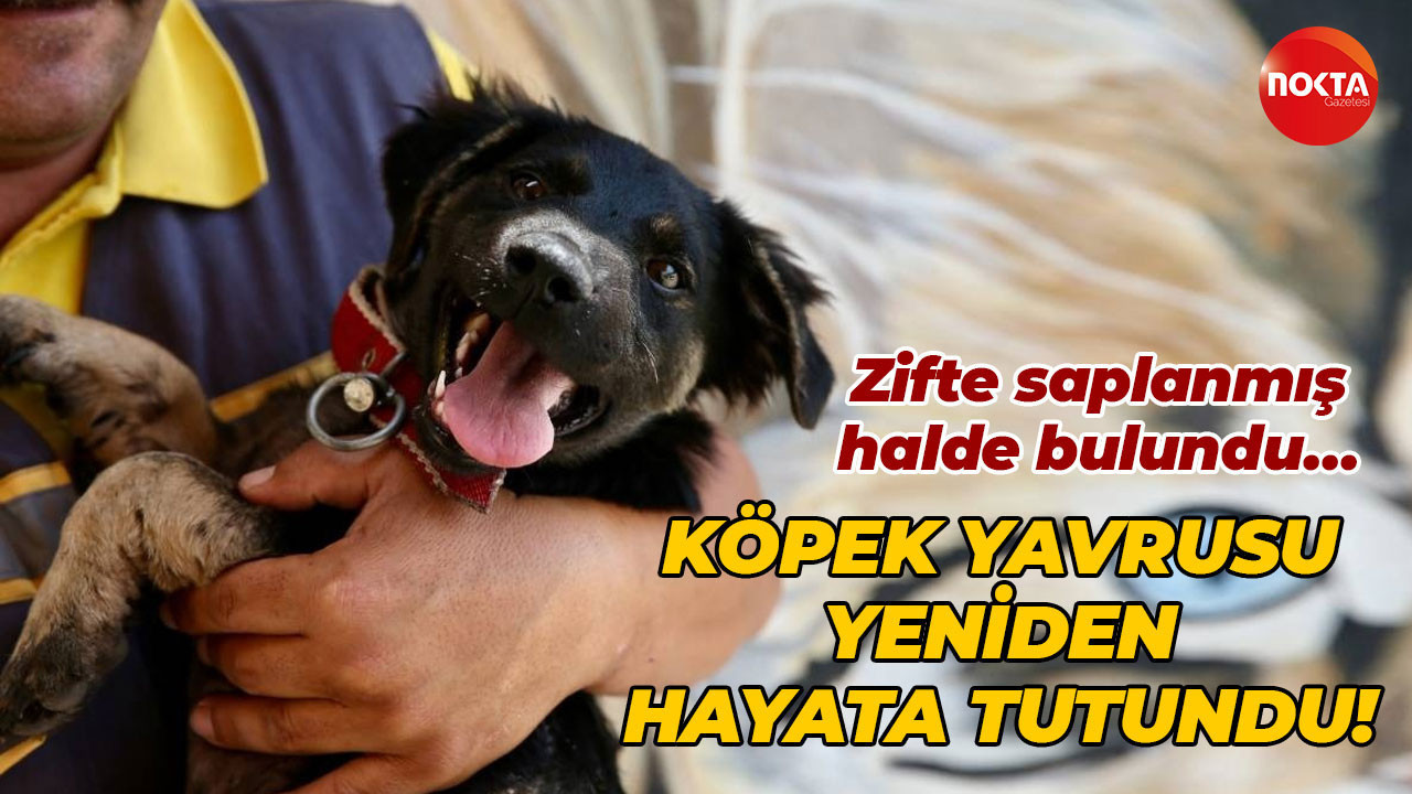 Zifte saplanmış halde bulundu… Köpek yavrusu yeniden hayata tutundu!