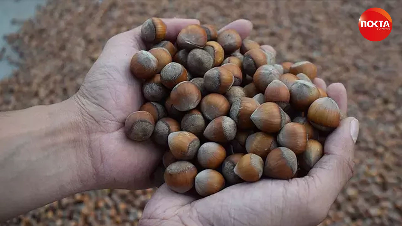 Fındık fiyatlarında son durum ne? İşte 28 Ağustos fındık fiyatları