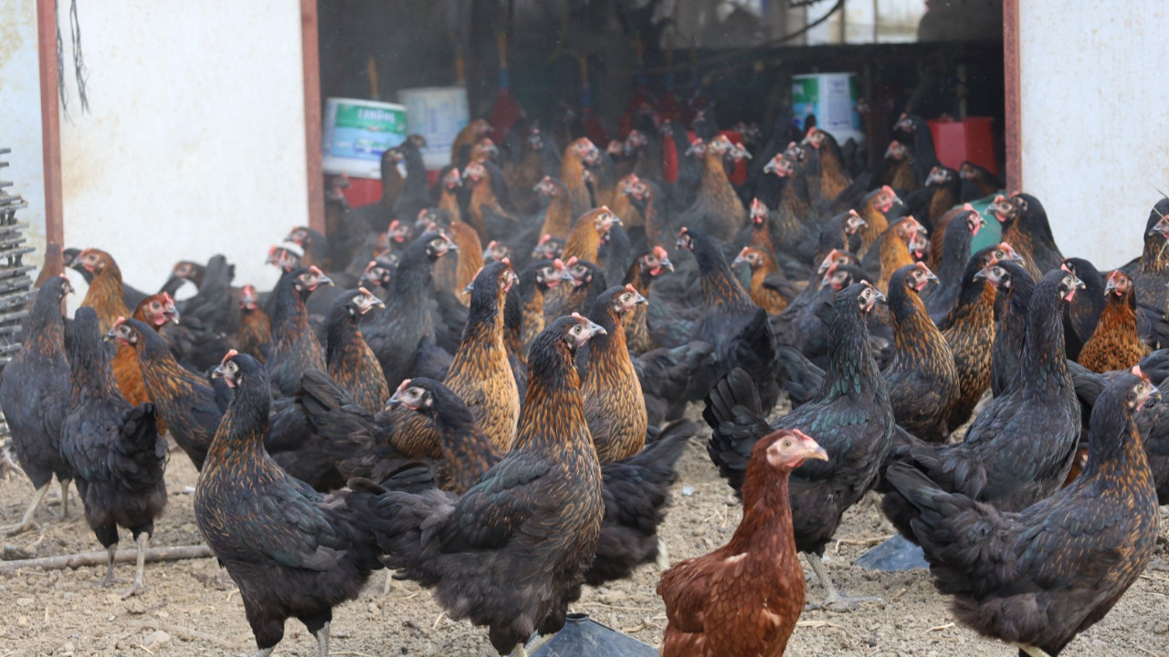 Büyükşehir'den kırsal kalkınmaya katkı... 16 bin tavuk dağıtıldı