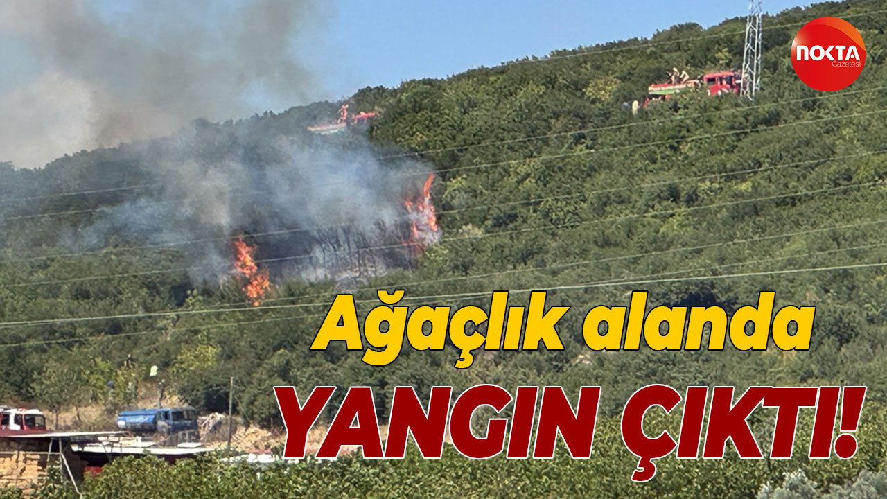 Kocaeli'de ağaçlık alanda yangın çıktı!