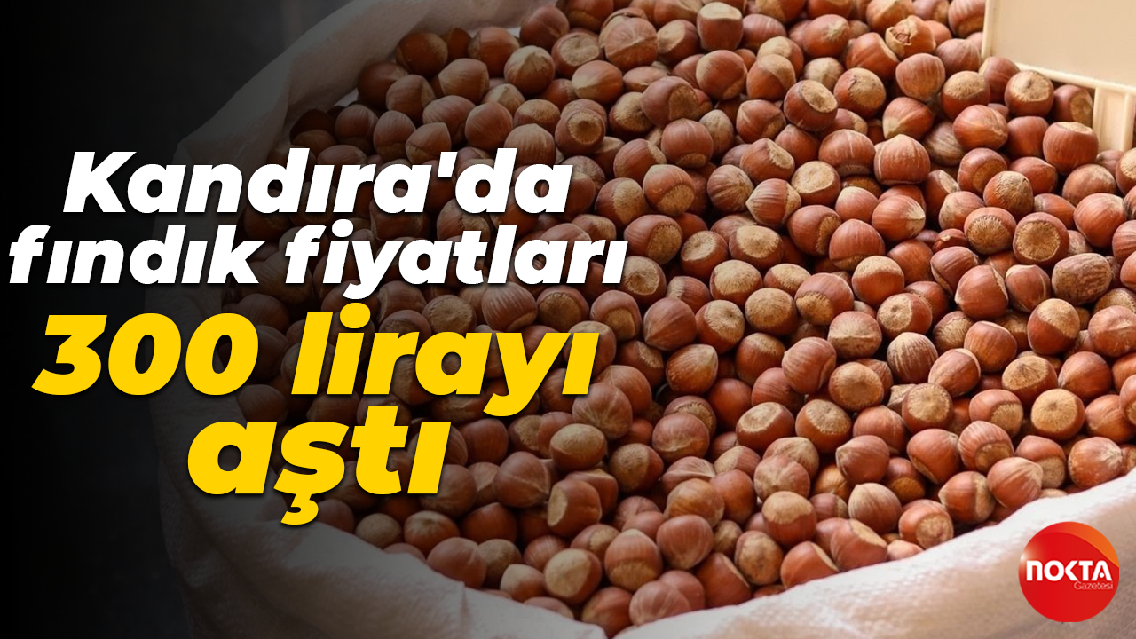 Kandıra'da fındık fiyatları 300 lirayı aştı
