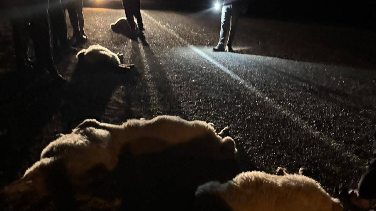 Otomobil çarptı! Onlarcası telef oldu