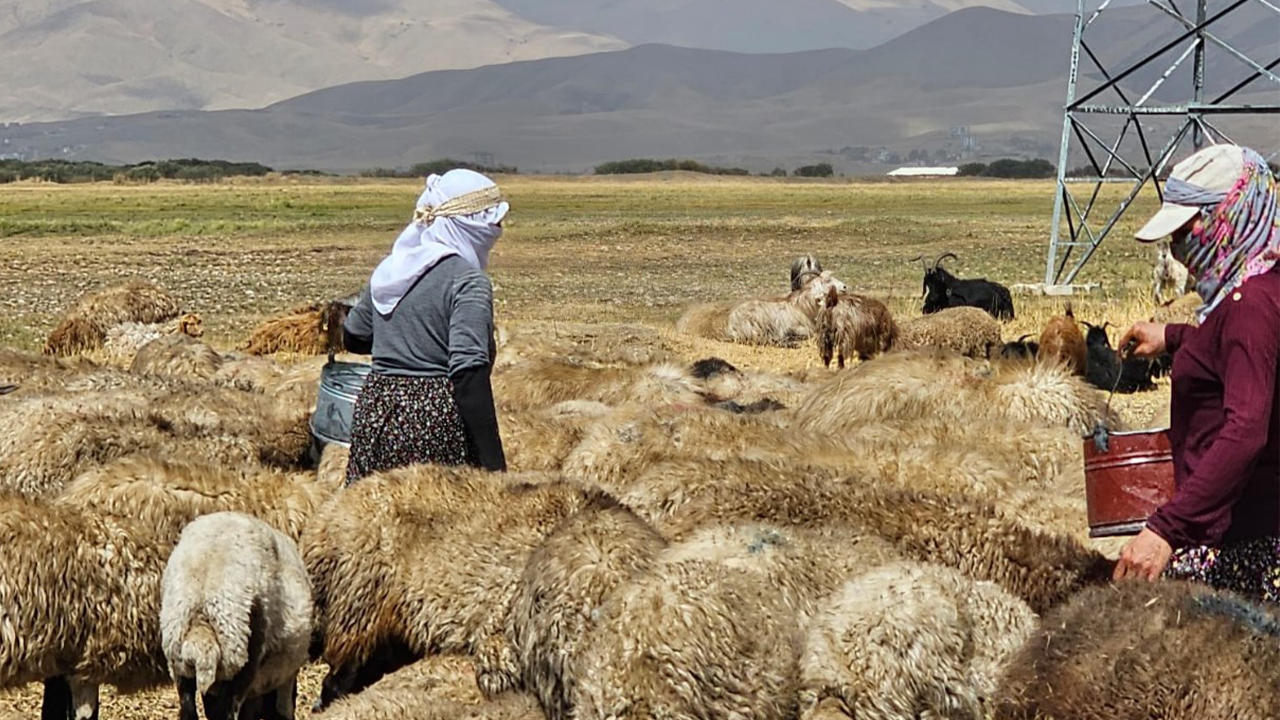 Şap hastalığı kontrol altına alındı