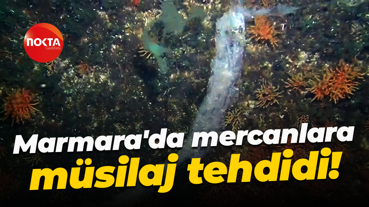 Marmara'da mercanlara müsilaj tehdidi!