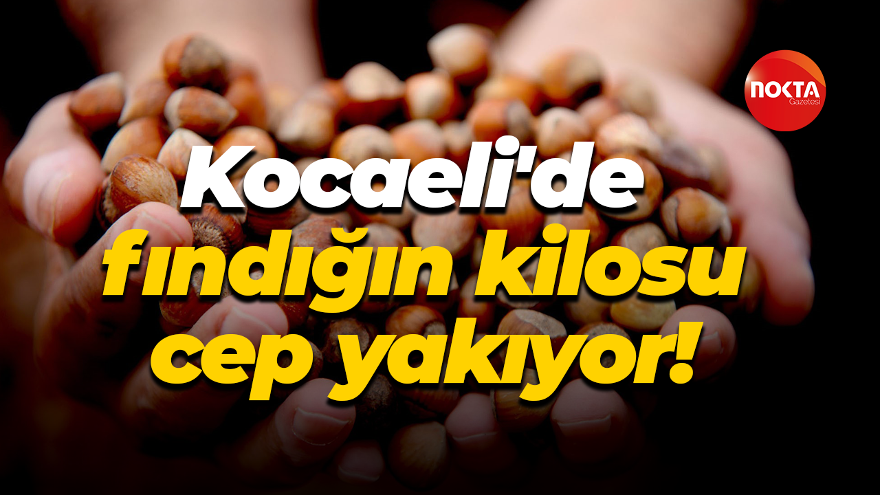 Kocaeli'de fındığın kilosu cep yakıyor!