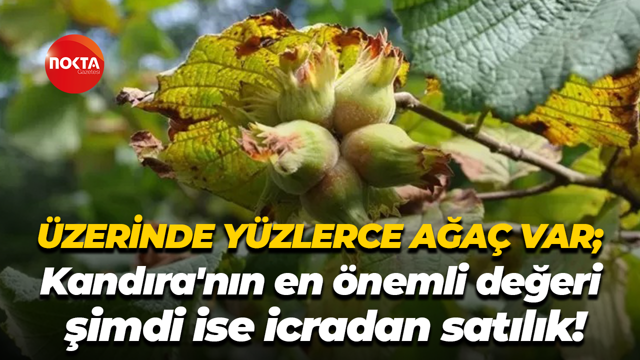 Üzerinde yüzlerce ağaç var; Kandıra'nın en önemli değeri, şimdi ise icradan satılık!