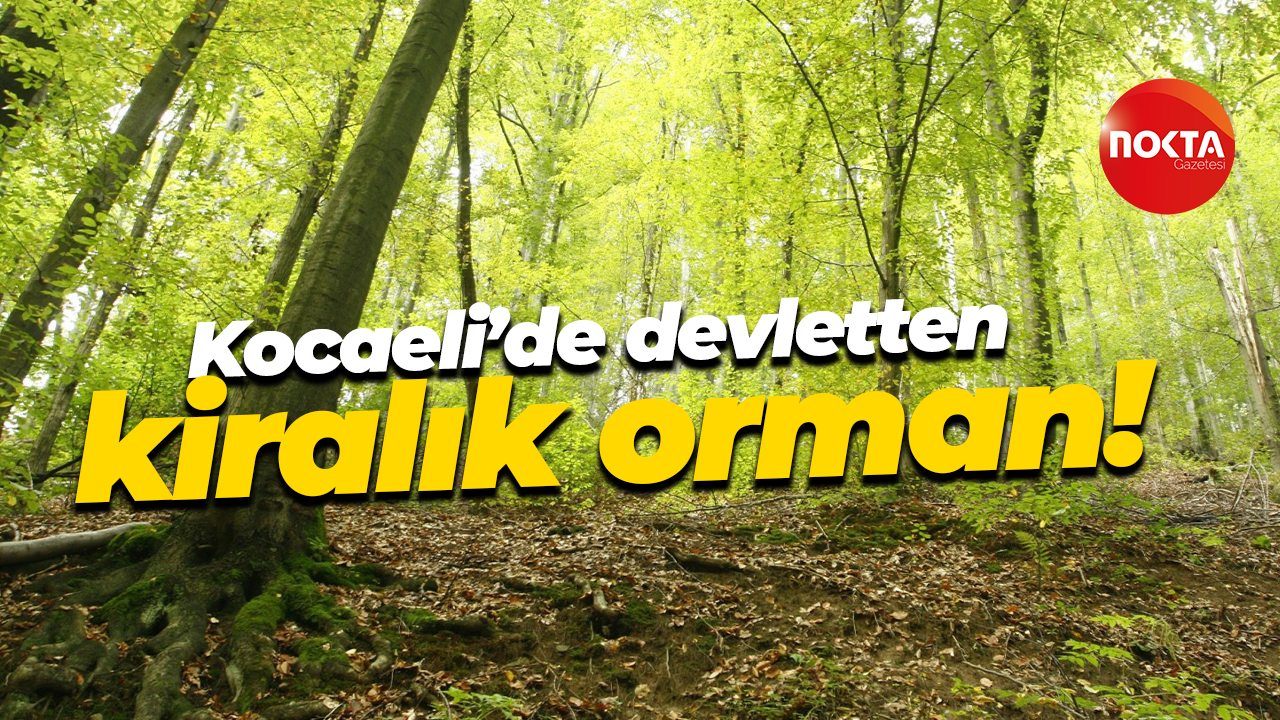 Kocaeli’de devletten kiralık orman!