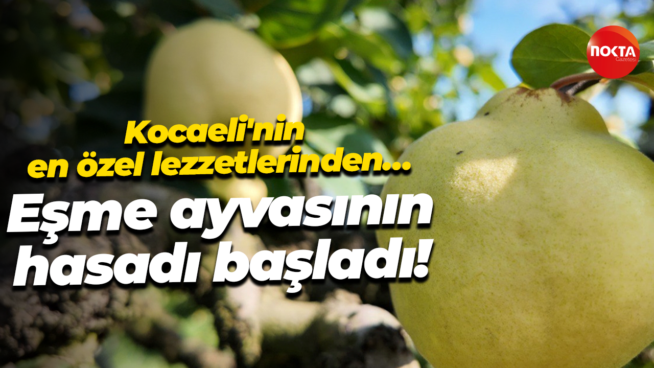 Kocaeli'nin en özel lezzetlerinden… Eşme ayvasının hasadı başladı!