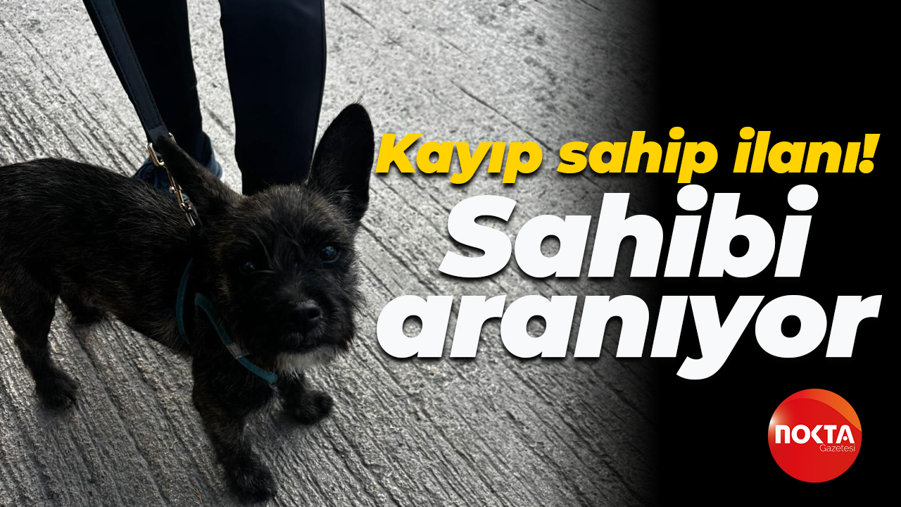 Kayıp sahip ilanı! Sahibi aranıyor
