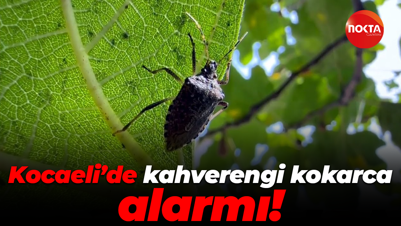 Kocaeli’de kahverengi kokarca alarmı!