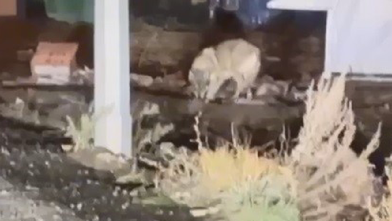 Kars'ta korkutan görüntü: Kurt şehre indi!