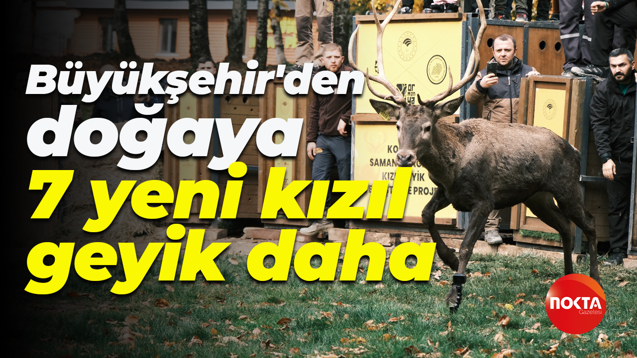 Kocaeli Büyükşehir Belediyesi'nden doğaya 7 yeni kızıl geyik daha