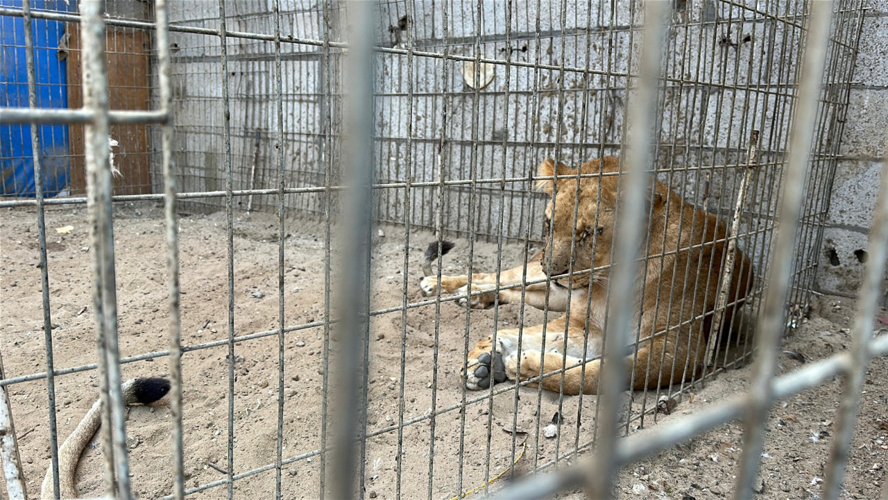 Gazze’de bir çadır, hayvanat bahçesinin kalan canlarına sığınak oldu