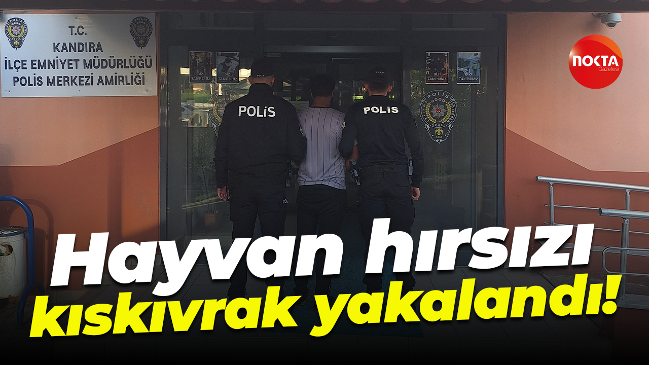Hayvan hırsızı kıskıvrak yakalandı!